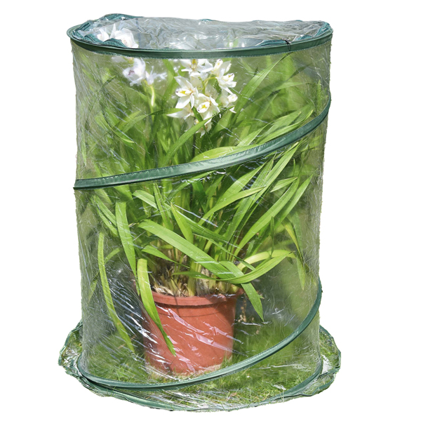  Serra Pop-up Anthurium - 70 x 100 cm - trasparente - Verdemax 